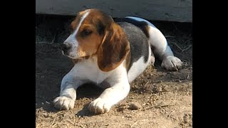 Beagle puppies AVAILABLE Ringo and Bad Kats bluetick beagle boy [upl. by Akahc]