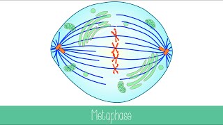 Mitosis and Cytokinesis [upl. by Frerichs]