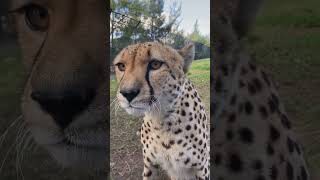 EVER HEARD A CHEETAH MEOW cheetah animal wildlife animalkingdom facts cats viralvideo [upl. by Aslam75]