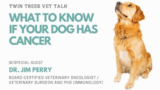 What To Do If Your Dog Has Cancer  Oncologist Answers│Twin Trees Vet Talk FREE VET ADVICE PODCAST [upl. by Arten]