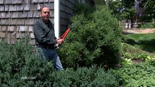 Trimming Boxwoods In the Garden [upl. by Ecinaj431]