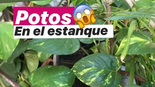 ❤️La planta de POTOS en el estanque  LA PECERA DE MARÍA 🌱 [upl. by Julide]