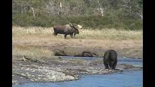 RECORD BULL MOOSE Encounters GRIZZLY enormous alaska trophy moose brown bears [upl. by Eiduj]