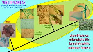 evolution of plants from green algae 1 [upl. by Terrena627]