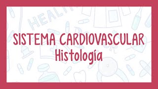 HISTOLOGÍA DEL SISTEMA CARDIOVASCULAR  ¡Fácil explicación [upl. by Hyrup]