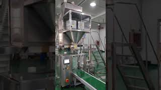 Mushroom Automatic Bagging Machine [upl. by Adnalu]