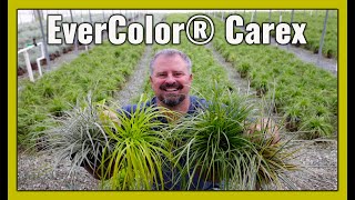 EverColor® Carex  Great choice to brighten a shade garden [upl. by Maurits]