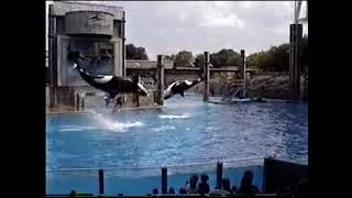 Shamu Full Show SeaWorld Orlando 1998 [upl. by Valentia932]