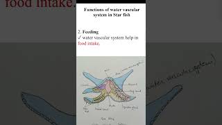 Functions of the Water Vascular system in Starfish zoology biology [upl. by Rooney]