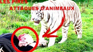 TOP DES PIRES ATTAQUES DANIMAUX [upl. by Nickles795]