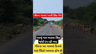 ગીરના ગામમાં સિંહ ગેંગે દિવસે ફૂટ પેટ્રોલિંગ કર્યું  ગામલોકો સિંહ ગેંગ જોઈને દંગ રહી ગયા [upl. by Yelha]