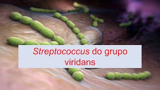 Microbiologia Médica  Streptococcus do grupo viridans [upl. by Crist]