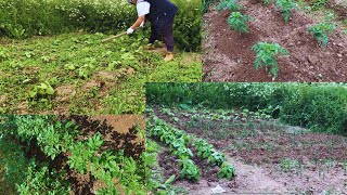 Cleaning the garden after few days of heavy rain [upl. by Anyahc]