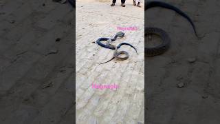 Nag nagin snake shortvideo snakejogi shorts [upl. by Kablesh249]