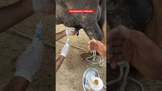 Intramammary infusion buffalo mastitis treatment lactovet tube buffalo mastitis vetdrmudassir [upl. by Omar]