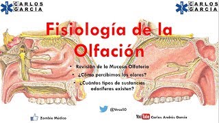 Fisiología  Olfato ¿Cómo percibimos y diferenciamos olores [upl. by Corbie602]