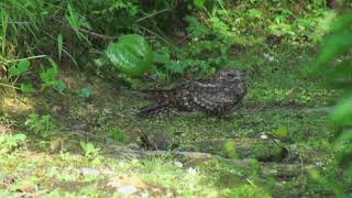 Engoulevent dAbyssinie Caprimulgus poliocephalus ruwenzorii Montane Nightjar [upl. by Euqinue]