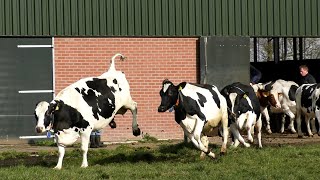 Het is lente Weidegang koeien weer naar buiten Koeiendans [upl. by Inalial]