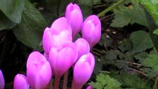 Poisonous Plants 121 Colchicum autumnale autumn crocus [upl. by Euqinorev537]