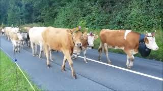 Alpabzug Aeschi bei Spiez Horncows Kuhglocken Swisscows Cowbells Treicheln Berneroberland [upl. by Rocker242]