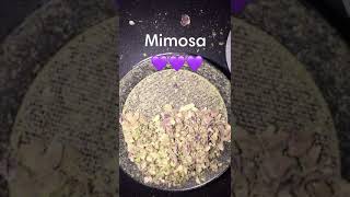 Weed strain Mimosa [upl. by Stanly]