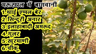 Organic fruits farm जैविक बागवानीgularthai apple ber khurmaniPomegranate guavamroodOrgenicBer [upl. by Pearle]