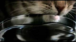 Amazing Slow Motion Cat Drinking [upl. by Rutger143]