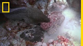 The Battle Between Eel and Stonefish Is OneSided  National Geographic [upl. by Elison327]