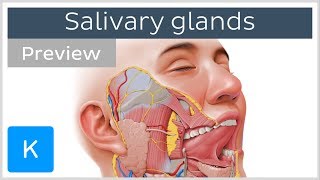 Salivary glands structure and functions preview  Human Anatomy  Kenhub [upl. by Assen145]