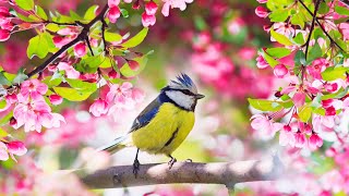 Relaxing Sleep Music Deep Meditation Music Bird sounds  quotSoothing Sounds of Naturequot Tim Janis [upl. by Aieka666]