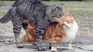 Unveiling the Mystery The Mechanics of Cat Mating how does cat mating work [upl. by Tartaglia]