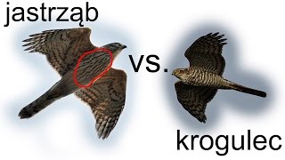 Krajowe drapole cz 2 jastrząb vs krogulec [upl. by Addia]