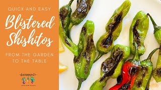 Easy Blistered Shishito Peppers [upl. by Primrose]