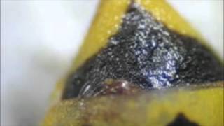 HostParasitoid Associations in Strepsiptera Supplemental Video 2 [upl. by Corty744]