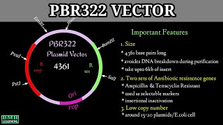 pBR322 Plasmid Vectors  Cloning Vectors  What Is A Plasmid [upl. by Teriann496]