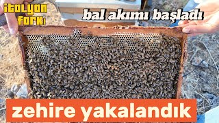 YER DEĞİŞİKLİĞİNDEN SONRA BAL DURUMU bee honey honeybee bal [upl. by Edora]