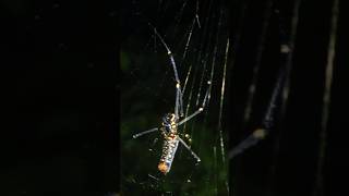 wildlife nature spider [upl. by Eilyah]