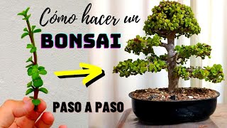 Como hacer un bonsai desde cero  Bonsai de Portulacaria Afra [upl. by Calan]