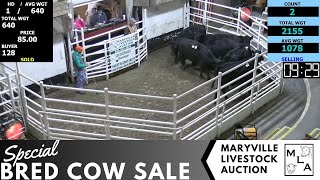 1262024 Maryville Livestock Auction  Special Bred Cow Sale [upl. by Hough]