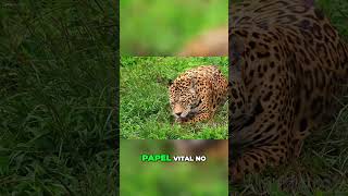 A Onça Pintada O Fascínio da Rainha da Floresta historia amazônia oncapintada jaguar fauna [upl. by Zavras]