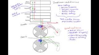 Dorsal Column Medial Lemniscus Pathway DCML  MADE EASY [upl. by Asina924]