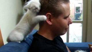 Ragdoll kitten give big hugs to my boyfriend 8 weeks old Part 1 [upl. by Genet148]