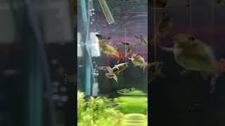 Guppy feed brine shrimp [upl. by Melesa]