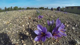 Zafferano San Gavino Saffron Sardinia [upl. by Handbook446]