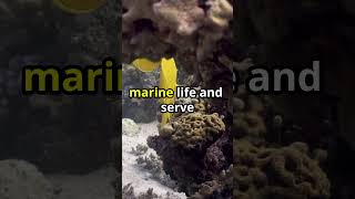 Amazing Facts About Seamounts [upl. by Marjie]