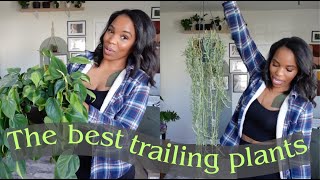 10 Trailing houseplants you need [upl. by Garlinda314]