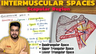 Intermuscular Spaces Anatomy  Scapular Region  Upper Limb Anatomy [upl. by Tannenwald339]