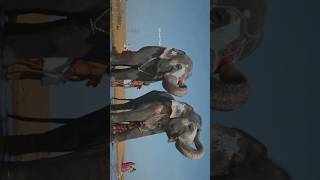 Meet Andal amp Lakshmi Temple Elephants 🐘 of Sri Ranganatha Swamy ranganathaswamy trichy elephant [upl. by Bugbee]