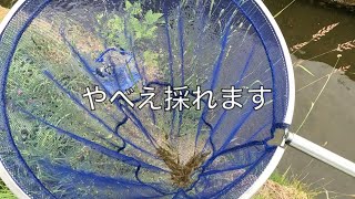 ★釣り用に川でエビ採る、余ったら飼う [upl. by Valda]