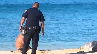 HPD cop beats man harassing monk seal [upl. by Harv]